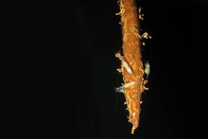 PODZEMNI SVIJET KRŠA Biospeleologija