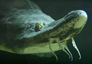 Teška preko tone, duga i 7 metara, ova vrsta je do 1989. plivala Jadranom, ali i u kontinentalnim rijekama