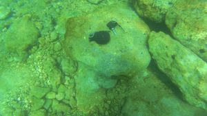 Policija iz mora kod Primoštena izvukla bombu!