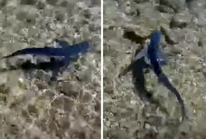 VIDEO: NEOBIČAN PRIZOR Morski pas plivao uz samu obalu, na svega pola metra dubine