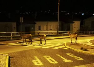 ĐIR PO GRADU: Srne krenule u šetnju Rijekom