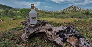 OD STABLA DO BOCE Posađena nova sorta maslina za ekstra djevičansko lastovsko ulje