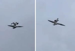 VIDEO JE POSTAO HIT! Galeb se odlučio provozati na drugom galebu