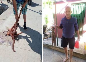 Sinjski zet u Salima ulovio hobotnicu od 7,1 kg, a prije toga na istom mjestu jednu od 9 kg!