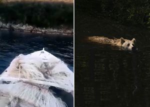 VIDEO Medvjed svratio do uzgajališta školjaka u Malostonskom zaljevu, okupao se i otišao