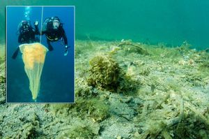 Fantastična vijest iz podmorja Lastovskog otočja:  Pronađena nova živa jedinka u južnom Jadranu