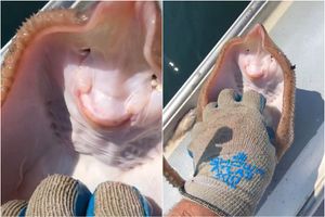 ŠKAKLJANJE RAŽE Viralni video koji je podijelio mnoge: Mislite li da je to njoj bilo doista smiješno?