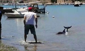 PLEMENITA GESTA Dupin se nasukao u plićaku, dvojica Velolučana mu spasili život