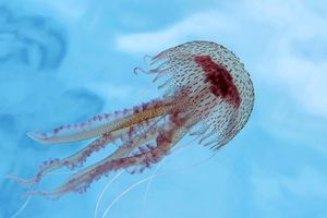 FOTO/VIDEO Na jugu Istre pojavila se opasna meduza – Evo što činiti ako vas opeče