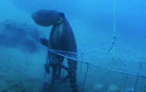 VELIČANSTVEN VIDEO Bivši pomorski policajac u misiji oslobađanja hobotnica i rakova iz ilegalnih vrša