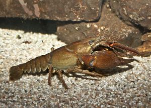 Zbog ilegalnog izlova zaštićenih rakova prijavljeni poznati splitski odvjetnik i pravosudni policajac