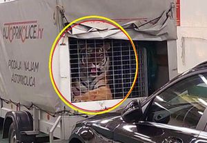 NA TRAJEKT UKRCAO TIGRA! Posada za životinju saznala tek na pola puta do Hvara