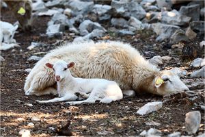 Netko truje ovce na Braču, a nitko nije priveden na obavijesni razgovor