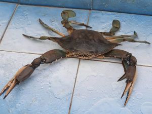 Ribar iz Privlake ulovio agresivnog plavog raka: “Poveća li im se broj, neće biti dobro!”