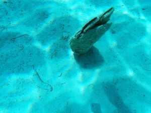 Mnogi tvrde da nalaze žive periske – Ne, niste! Ako izgledaju ovako, naišli ste samo na još jedno groblje