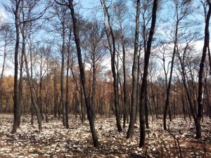 UHIĆEN PIROMAN Namjerno izazivao požare u gustoj šumi kod Jadrtovca i Žaborića