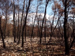 MASLINARENJE Zašto opožarene površine pošumljavamo borom?