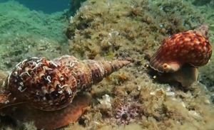 VIDEO: TRITONOVA TRUBA Strogo zaštićen i rijedak morski puž u svom prirodnom okruženju