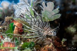 Otrovna riba paun prvi put snimljena u akvatoriju Komiže