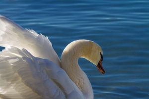 Prijatelji životinja traže sankcije za mađarskog turista koji je skokom s jahte usmrtio labuda