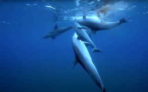 Izmijenjen Pravilnik o potpori za zaštitu i obnovu morske bioraznolikosti, te kompenzaciju štete od sisavaca