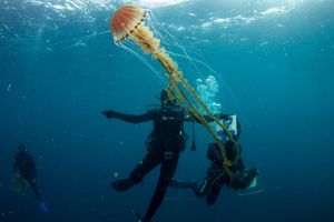 FOTO Splitski znanstvenici sreli ogromnu meduzu: “Ovakav primjerak nikad nismo vidjeli!”