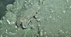 VIDEO Vulkanski pepeo prekrio podmorje otoka La Palma – Spašeni psi koji su danima bili okruženi lavom