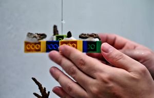 VIDEO Spašavaju koraljni greben uz pomoć LEGO kockica