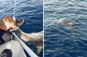 SPLEO SE U KONOPCE Pomorski policajci kod Čiova pomogli dupinu
