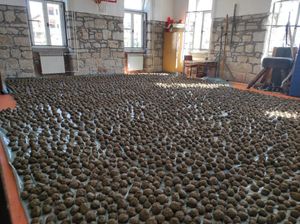 INOVACIJA NA HVARU Bio kuglama u prirodnu obnovu hvarskog podmorja