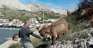 Turisti ih mazili, a Ministarstvo naredilo njihov odstrel
