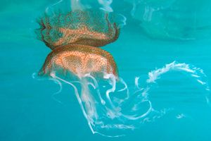 FOTO Misteriozna meduza snimljena kod rta Kamenjak