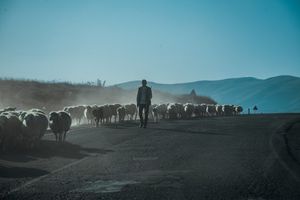 Autom udario u stado ovaca na Krku