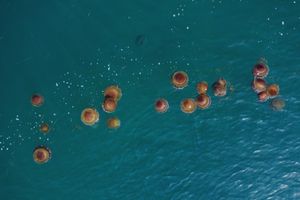 FOTO: JAJE NA OKO Predivni kadrovi Mediteranskih meduza snimljeni u Karinskom moru