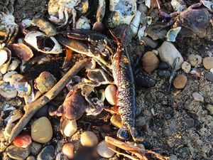 MISTERIOZAN POMOR Gomila rakova, hlapova i jastoga isplivalo na engleske plaže