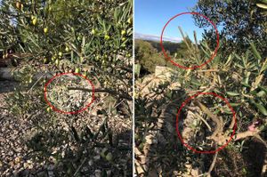 KAKAV BEZOBRAZLUK Na Drveniku Velom ljudima popilali grane rodnih maslina, pune plodova