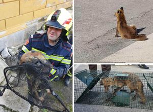 Vatrogasci u Rovinju spasili lisicu koja se spustila do mora