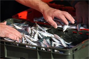 Od ponedjeljka privremena obustava lova na srdele