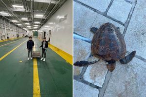 Djeca s Visa spasila morsku kornjaču koju su već kljucali galebovi