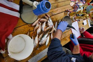 Prvi božićni ribolov „Fala ti more“ u Sutivanu