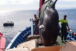 VIDEO Pronađen bucanj težak 2 tone – Iznenađeni i stručnjaci