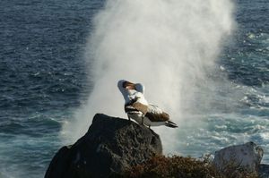 PUKLA LJUBAV Zbog klimatskih promjena sve više albatrosa napušta svoje partnere