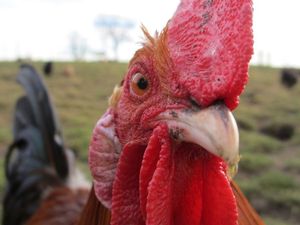 Aktualna ptičja gripa u Hrvatskoj nije opasna za ljude, ali jest za perad