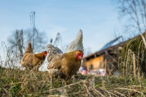 Ptičja gripa potvrđena u tri županije, među njima i Splitsko-dalmatinska županija