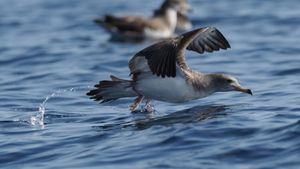 KAMPANJA ZA UGROŽENE JADRANSKE PTICE Spasimo gnijezda ispod lastovskih zvijezda!
