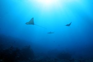 Stvara se zaštićeni koridor za ugrožene životinje u Tihom oceanu