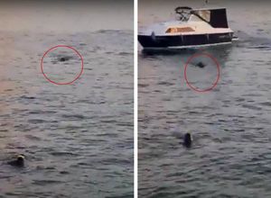 VIDEO Divlja svinja kod Pule plivala svega metar od ronioca
