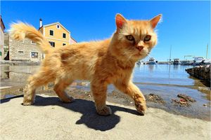 Život mačaka na otocima