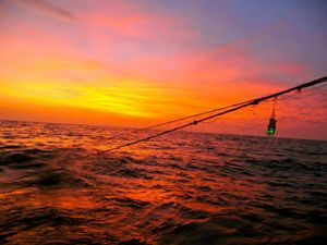 ZNANSTVENICI OTKRILI Zelena led svjetla mogu spasiti morske pse i kornjače od ribarskih mreža