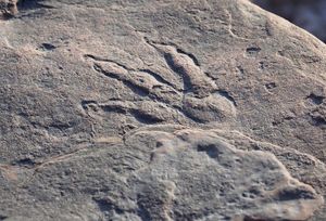 Na plaži u Walesu otkriveni tragovi prethodnika dinosaura